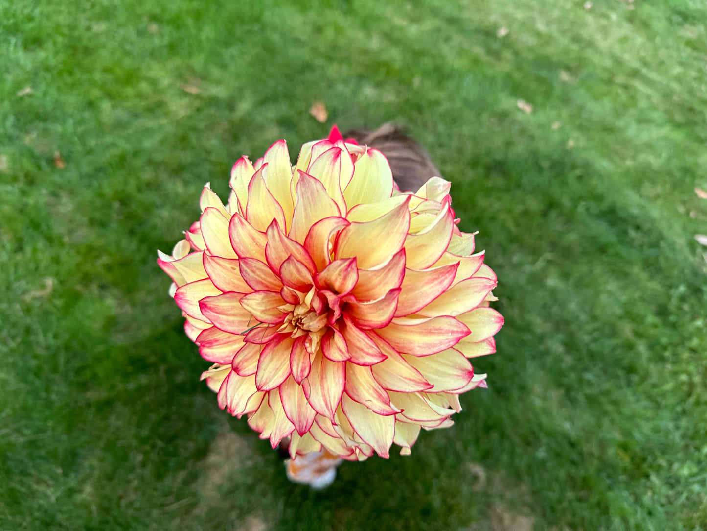 Lady Darlene Dahlia Tuber