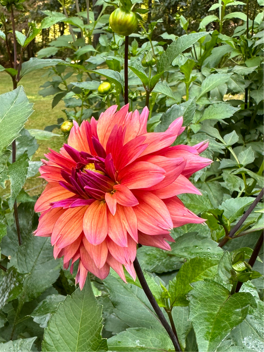 Sonic Bloom Dahlia Tuber