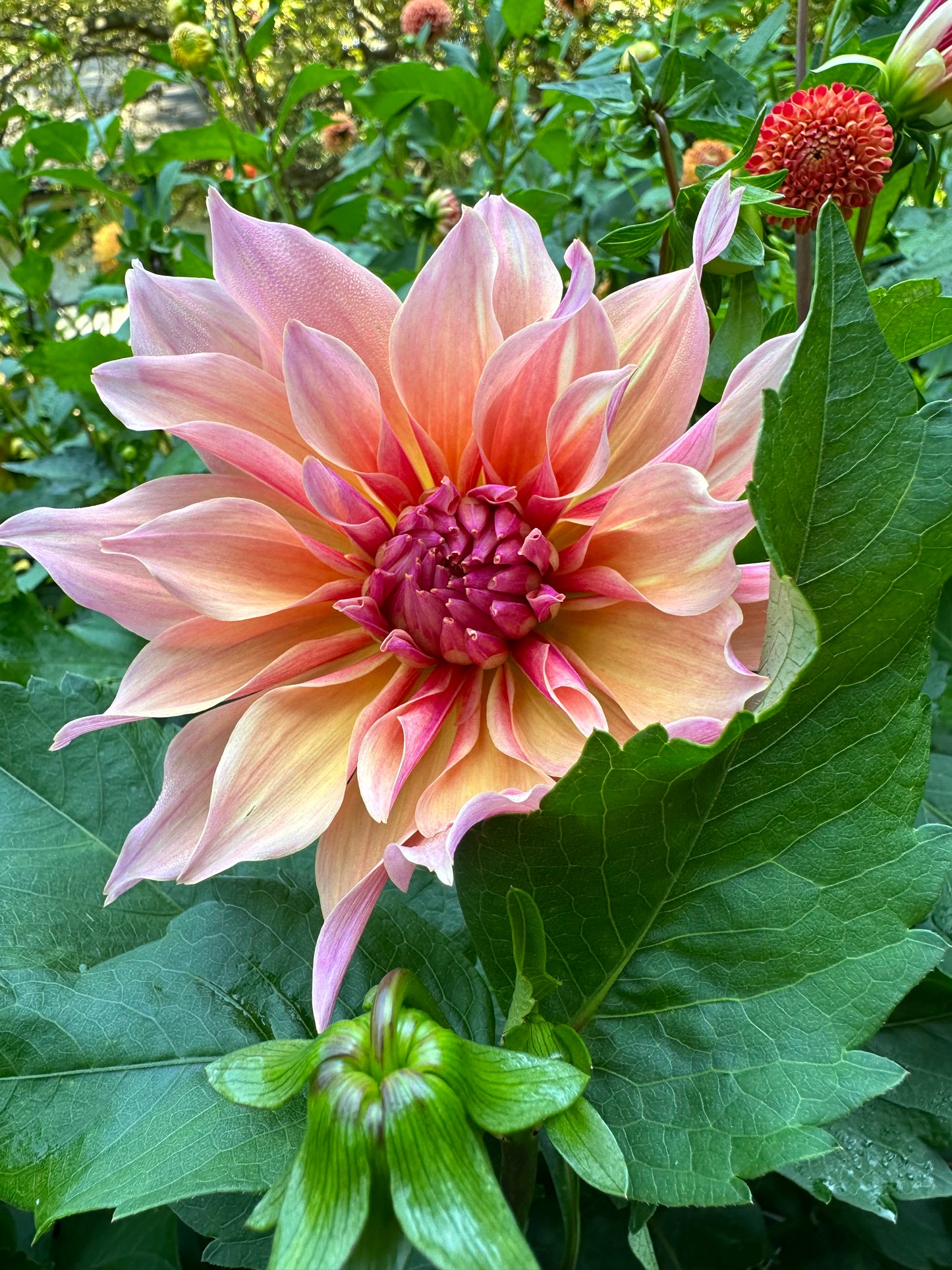 Labyrinth Dahlia Tuber