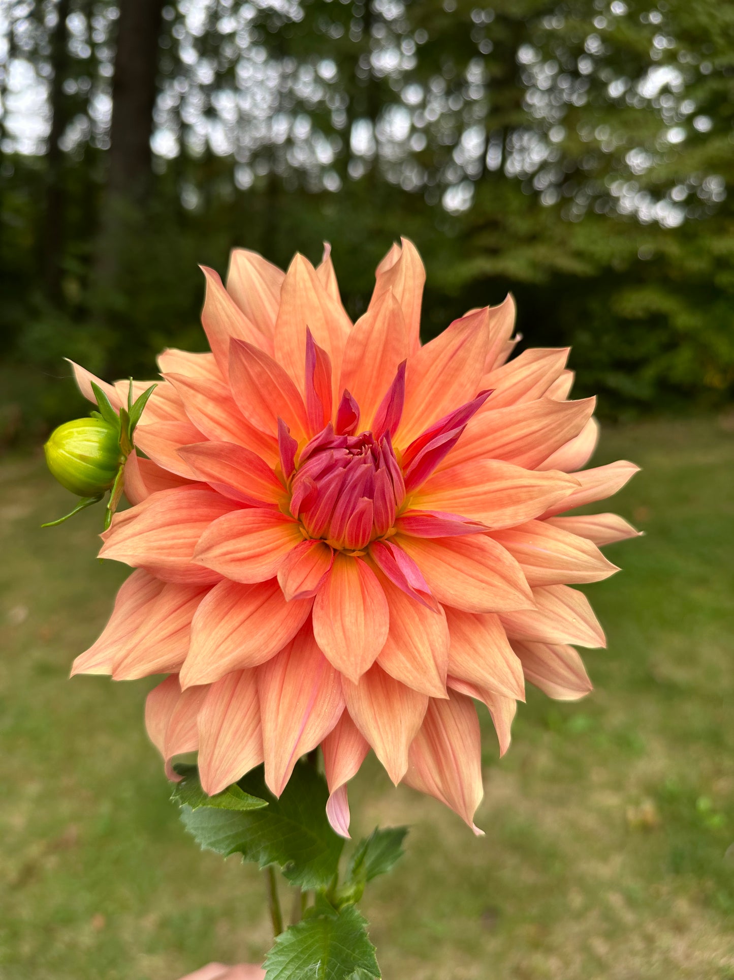 Belle of Barmera Dahlia Tuber