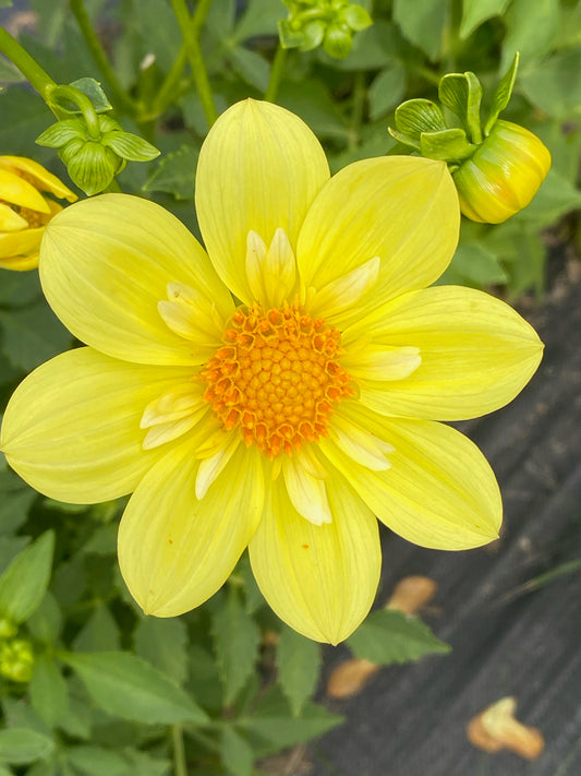 Baron Aunt Dorothy Dahlia Tuber