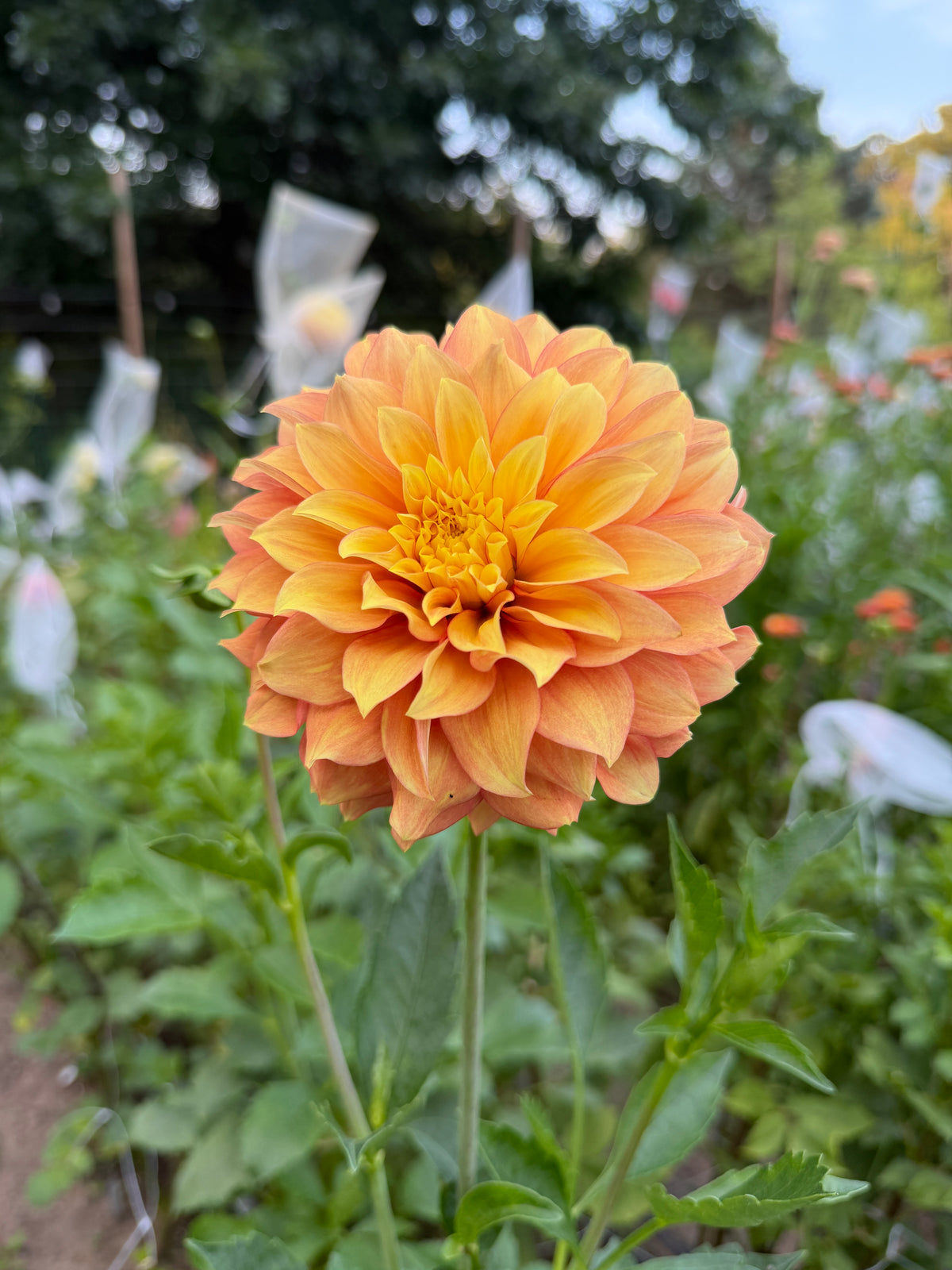 Salish Glory Be Dahlia Tuber