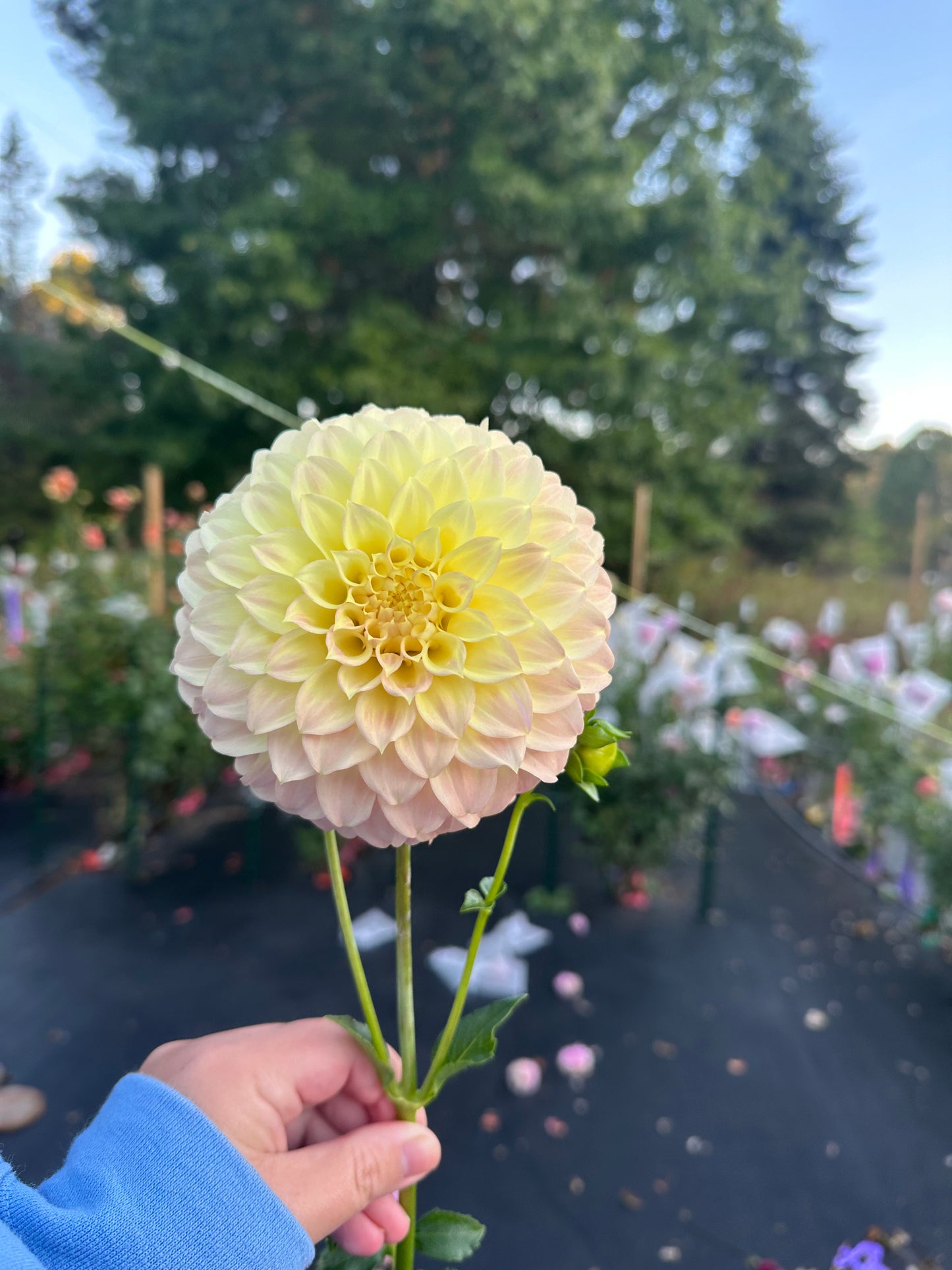 Coorabell Astrid Dahlia Tuber (Spring 2026, Limit 1)