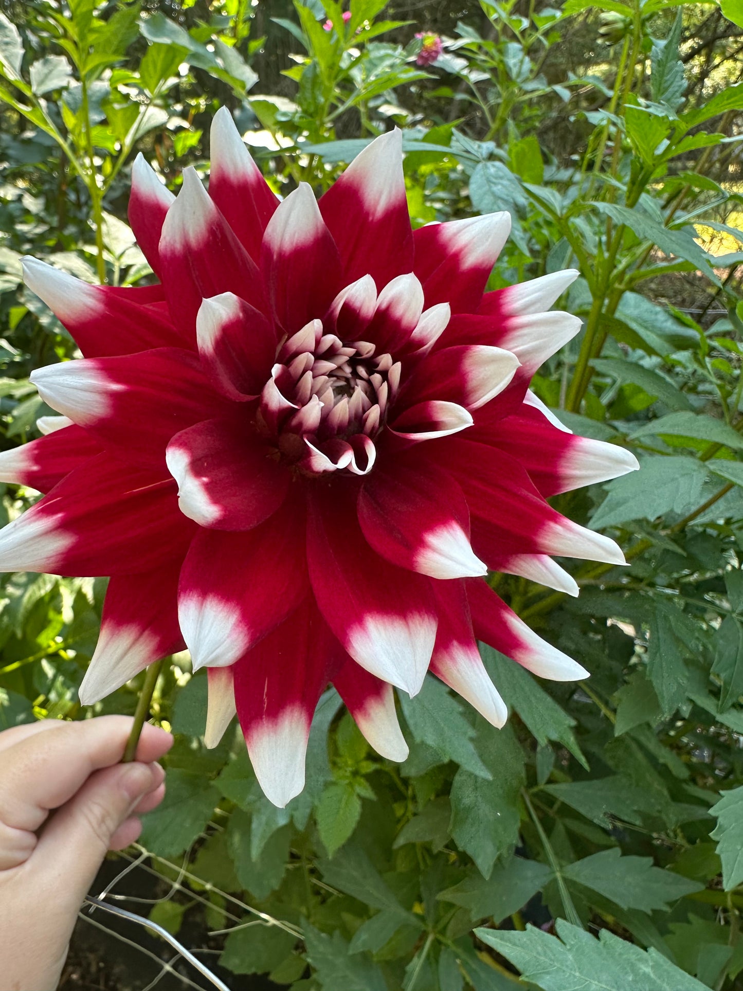 Mystery Day Dahlia Tuber