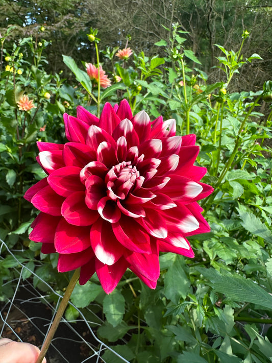 Mystery Day Dahlia Tuber