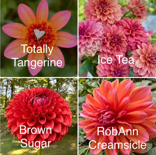 1 “Olive’s Summer Sweets” Dahlia Tuber Runt Bundle