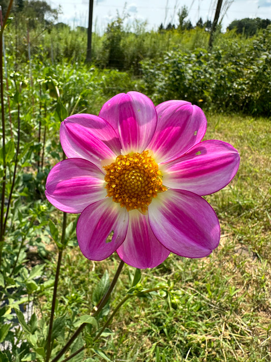 Apopa Sky Dahlia Tuber