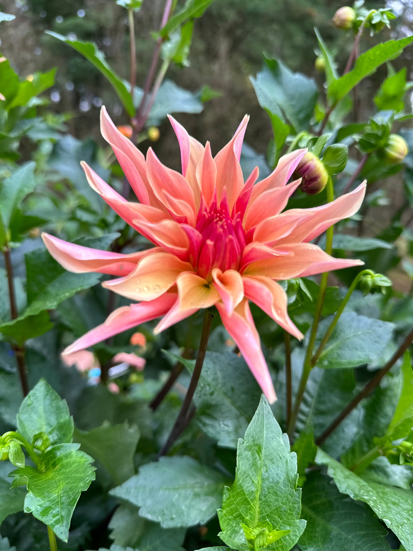 Labyrinth Dahlia Tuber