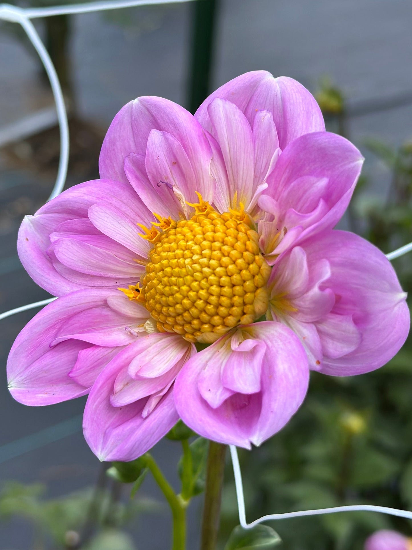 Rosy Wings Dahlia Tuber