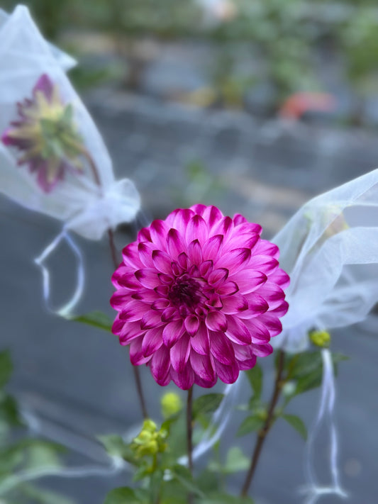 Bloomquist Vivian R Dahlia Tuber