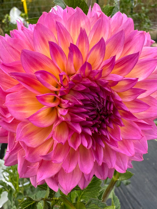 Hollyhill Gloria Dahlia Tuber