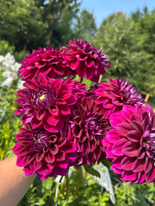 Diva Dahlia Tuber