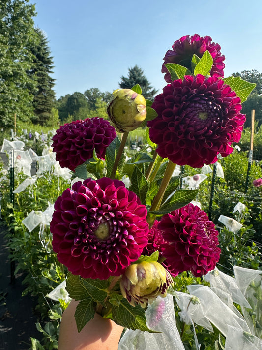 Ivanetti Dahlia Tuber