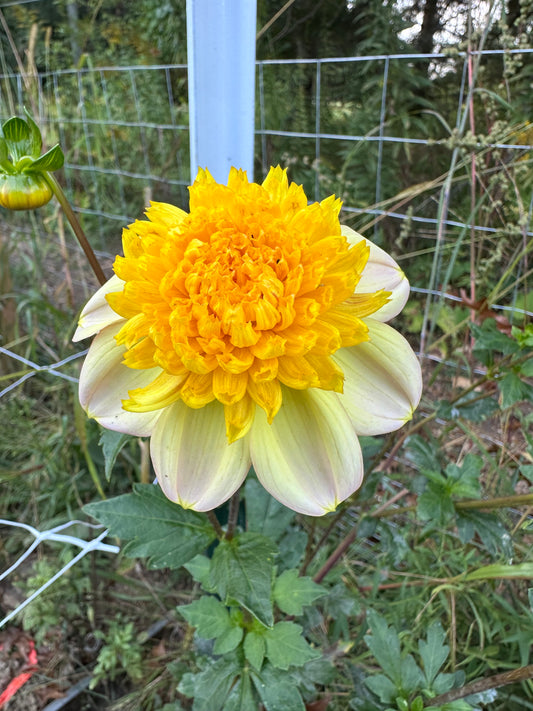 Bloomquist Golden Dahlia Tuber