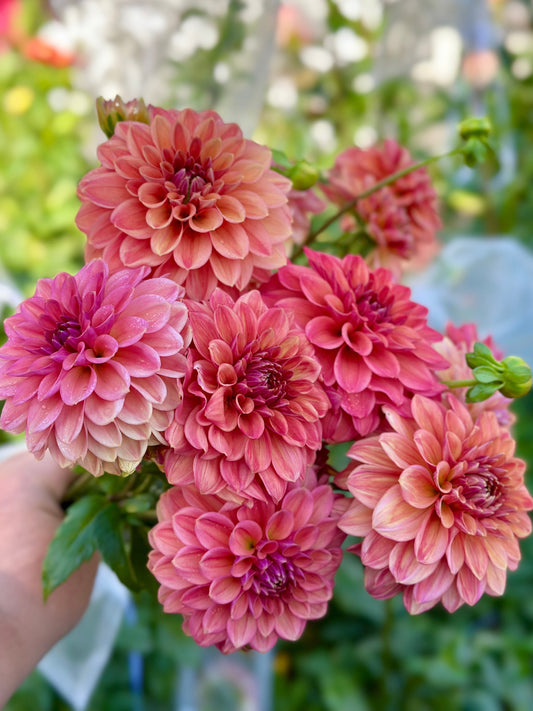 Ice Tea Dahlia Tuber