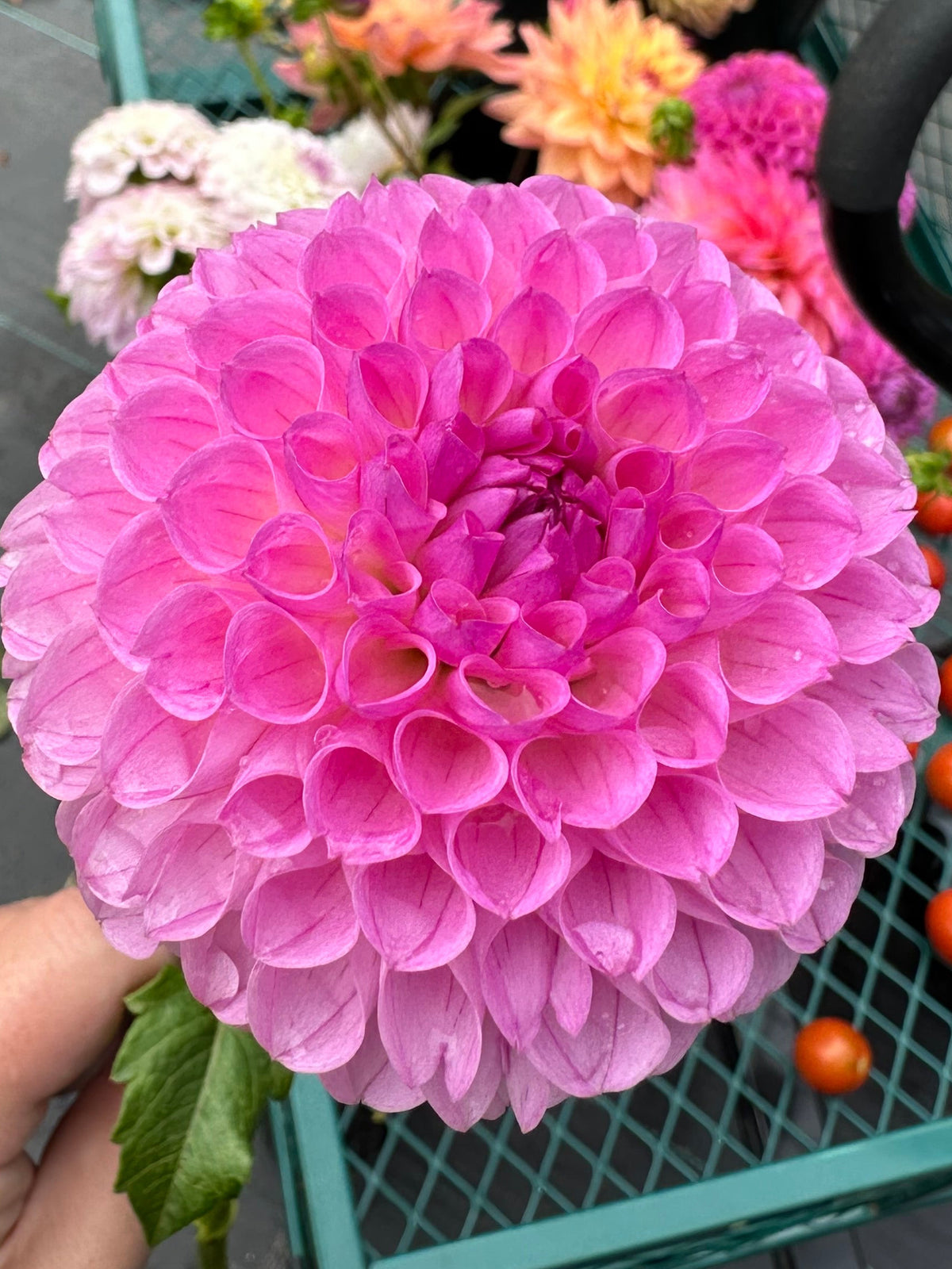 Camano Love Dahlia Tuber