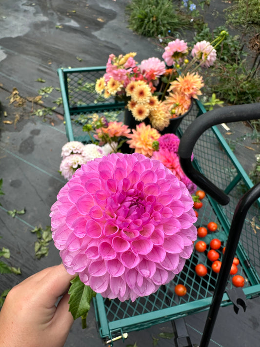 Camano Love Dahlia Tuber