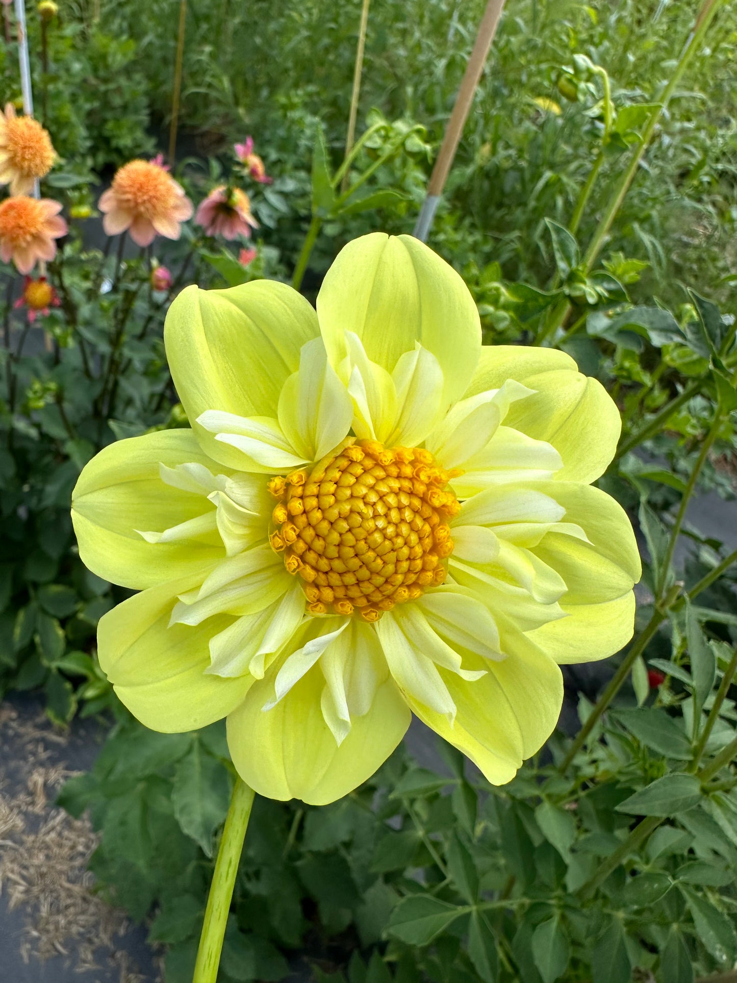 Ferncliff Lemon Kiss Dahlia Tuber