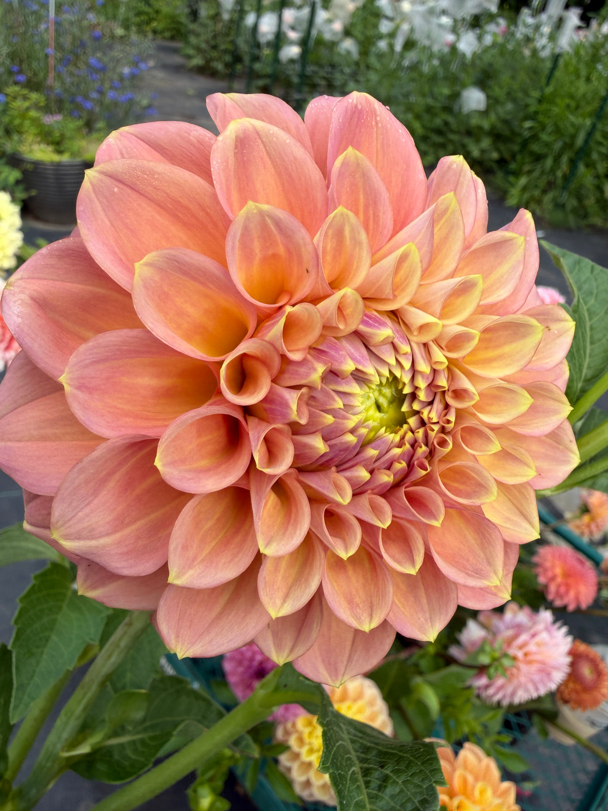 Peachy Parade Dahlia Tuber