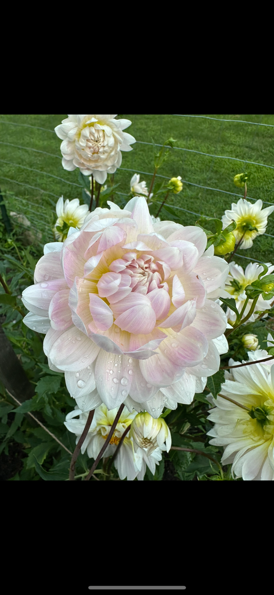 Kelgai Ann Dahlia Tuber