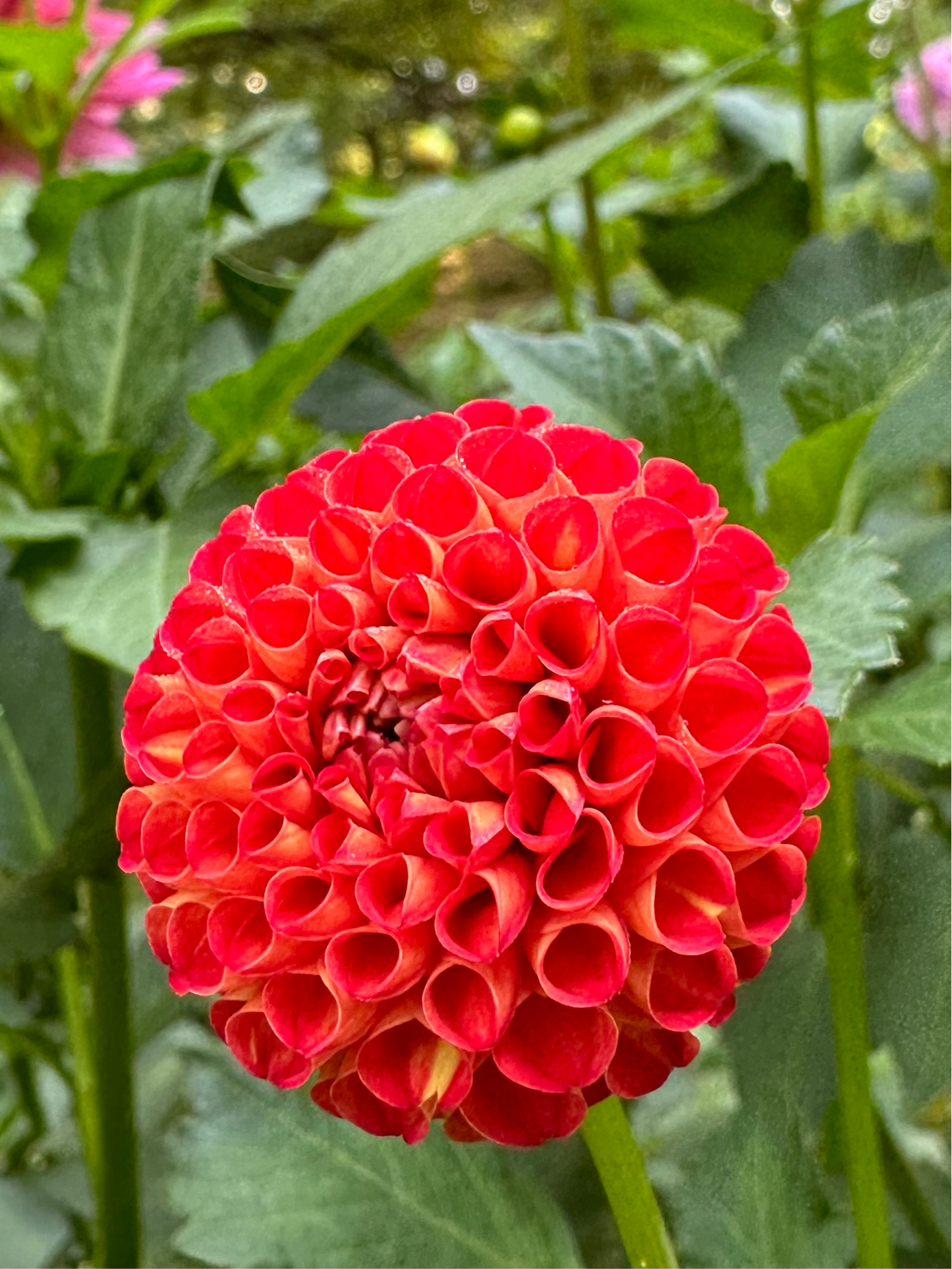 Irish Glow Dahlia Tuber