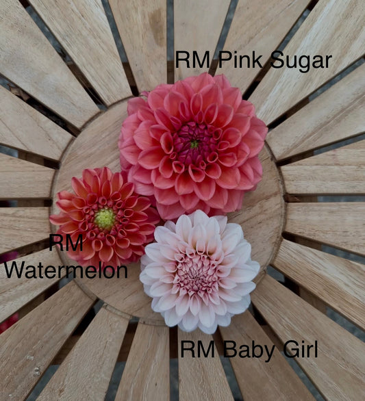 RM Pink Sugar Dahlia Tuber (Spring 2026, Limit One)