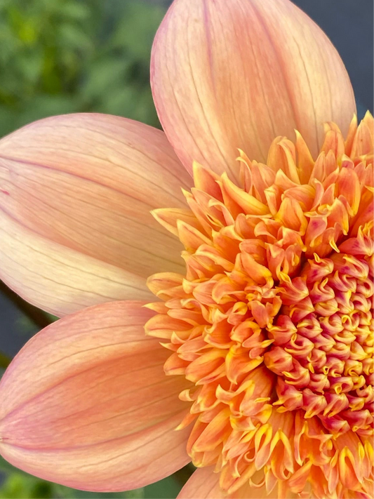 Sandia Brocade Dahlia Tuber