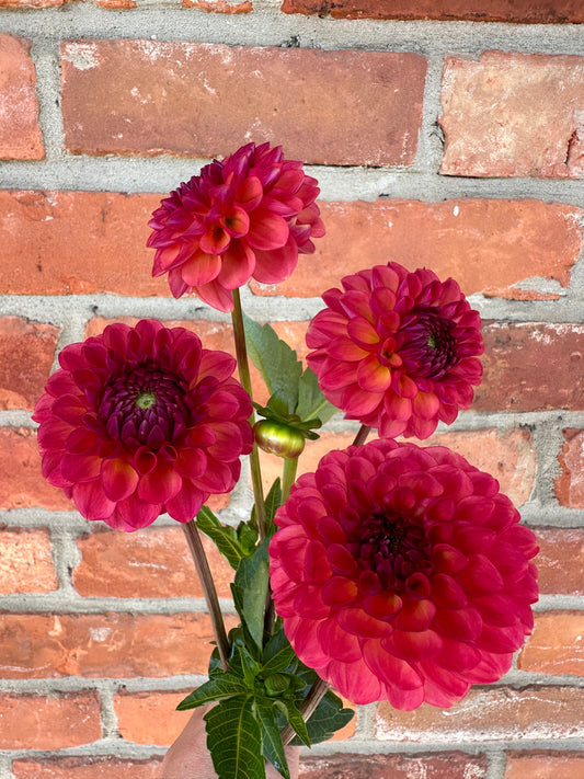 Doodlebug Dahlia Tuber