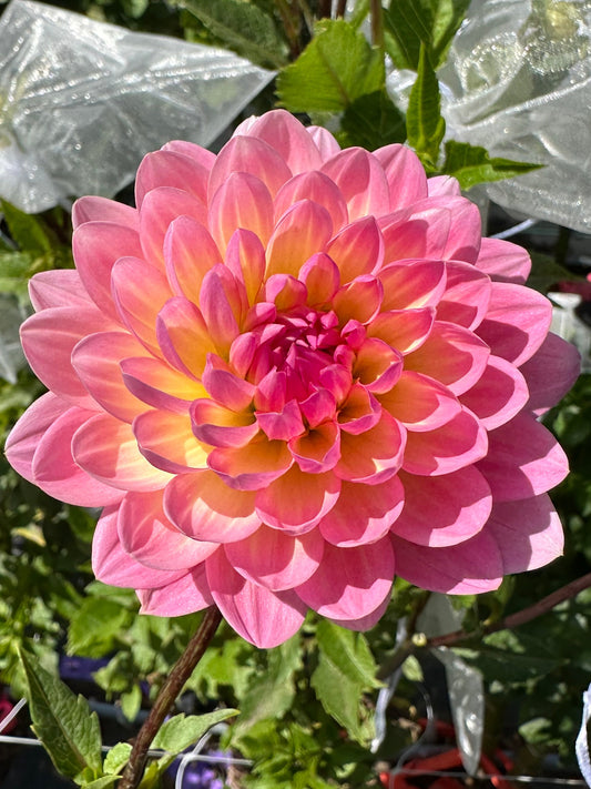 Ruthie G Dahlia Tuber