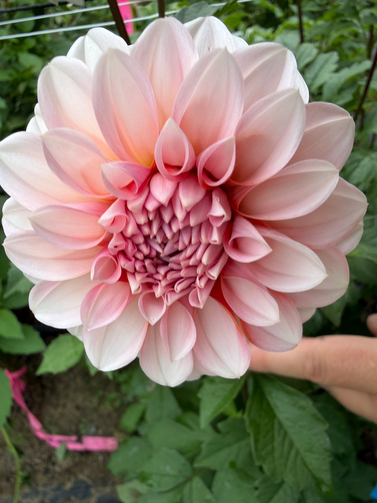 RM Baby Girl Dahlia Tuber