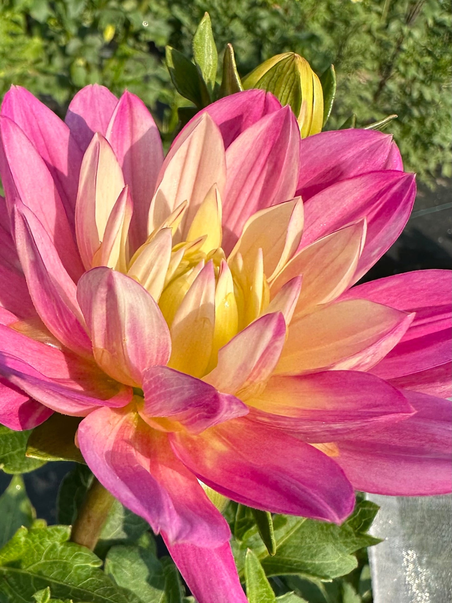 Hollyhill Pink Martini Dahlia Tuber