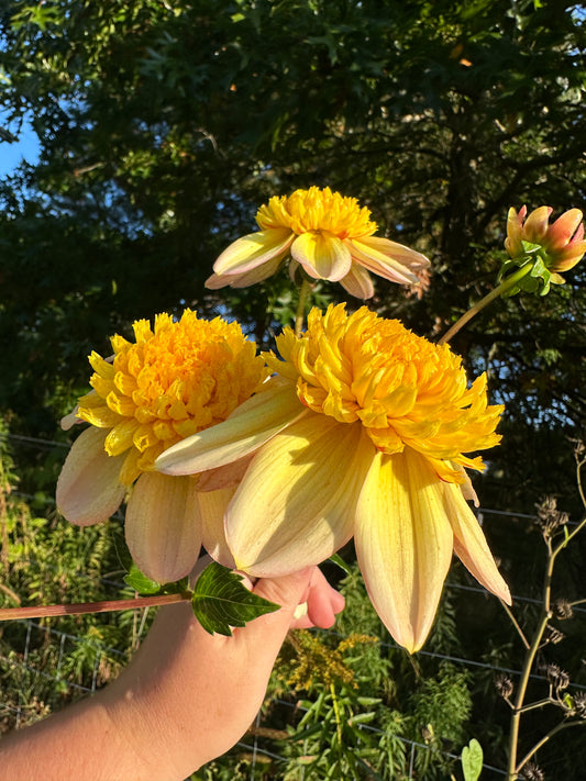 Bloomquist Golden Dahlia Tuber