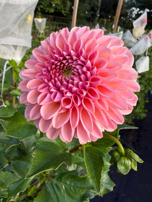 Cupcake Dahlia Tuber