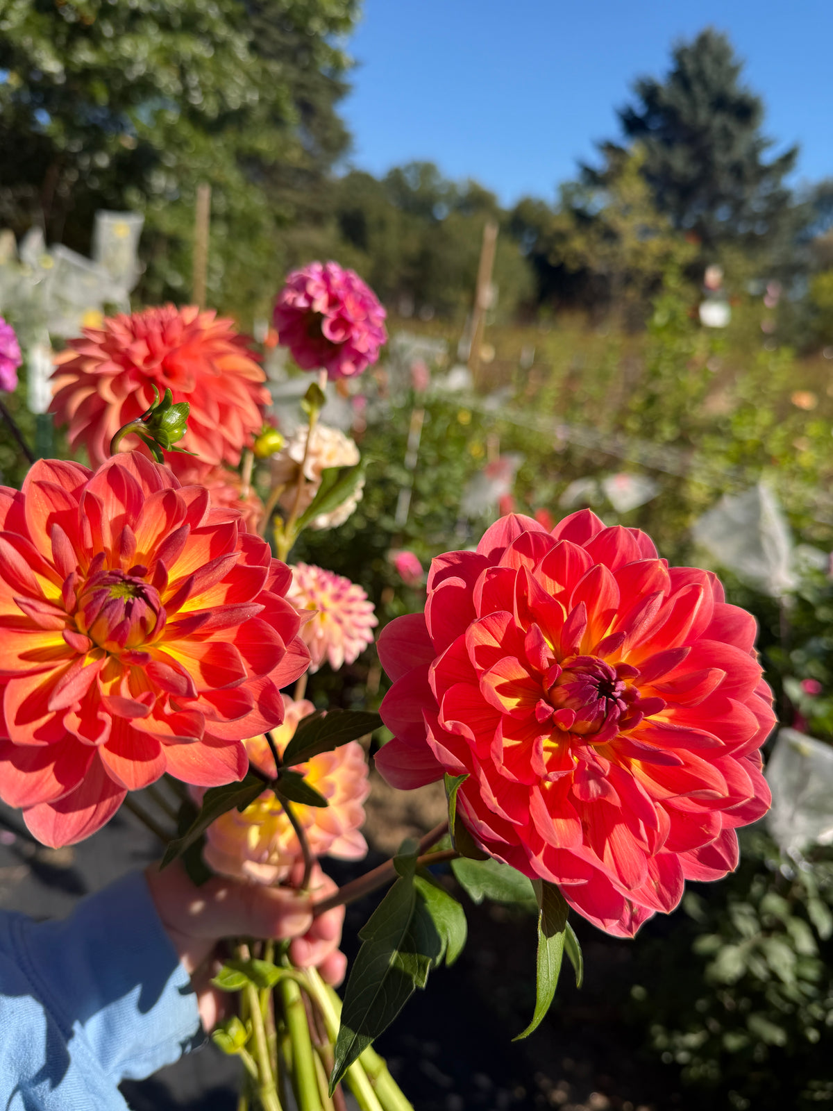 Hollyhill Daydream Dahlia Tuber