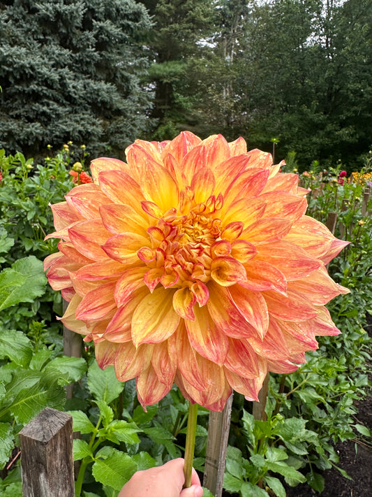 El Sol Dahlia Tuber