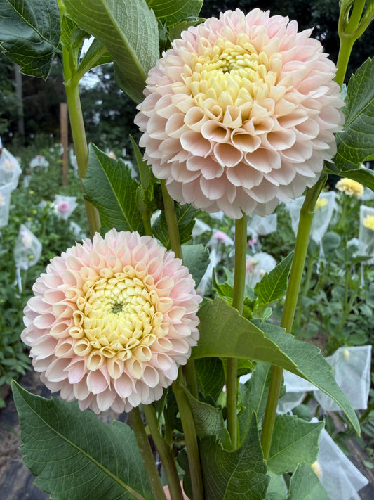 Hollyhill Pollyanna Dahlia Tuber
