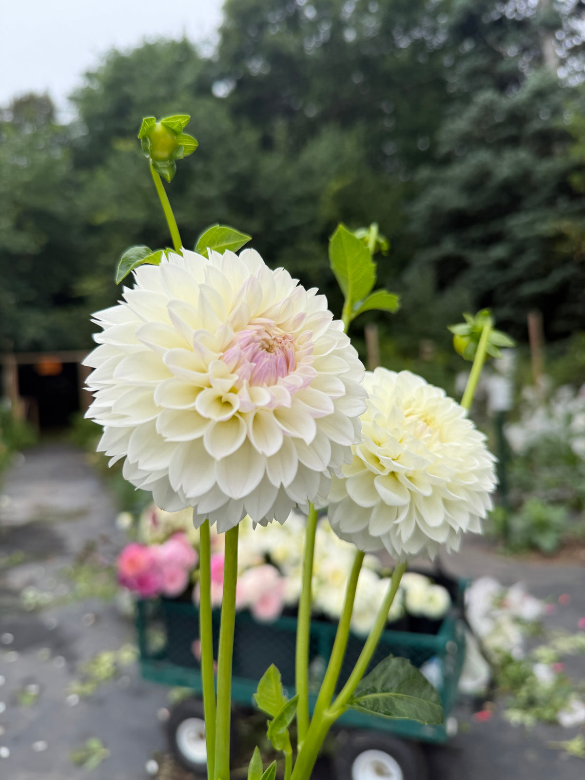 RobAnn Pristine Dahlia Tuber