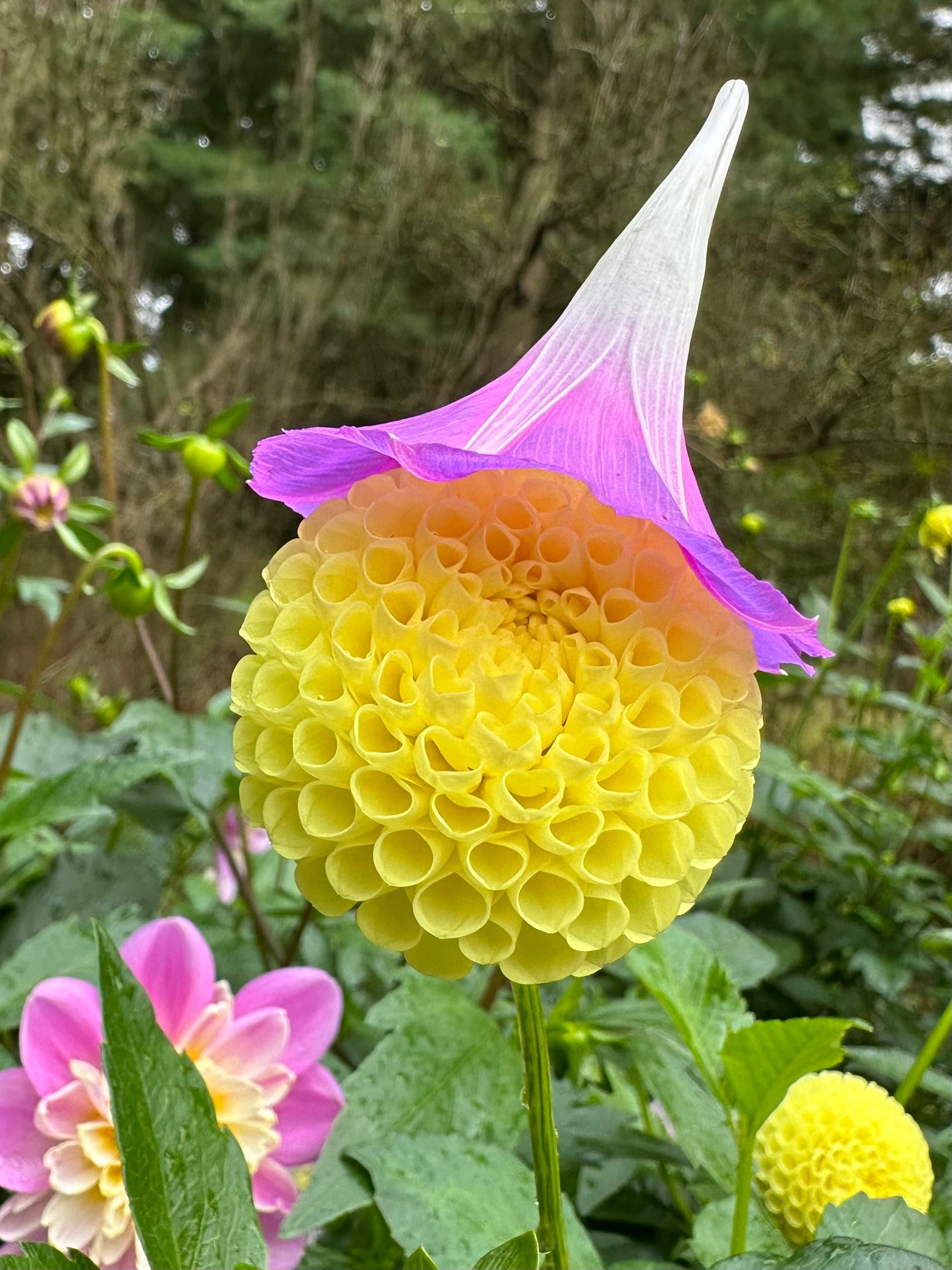 Little Scottie Dahlia Tuber