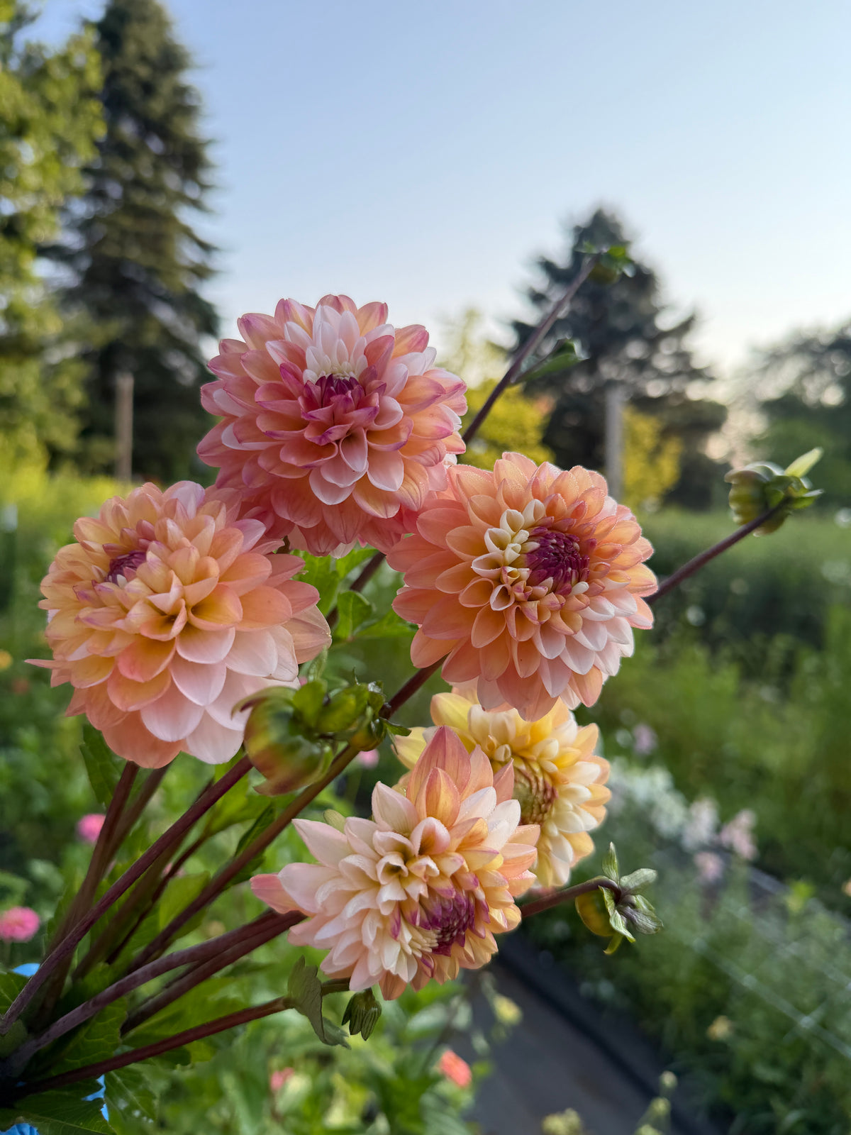 Double Jill Dahlia Tuber