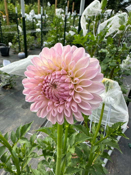Tahoma Stellar Feller Dahlia Tuber