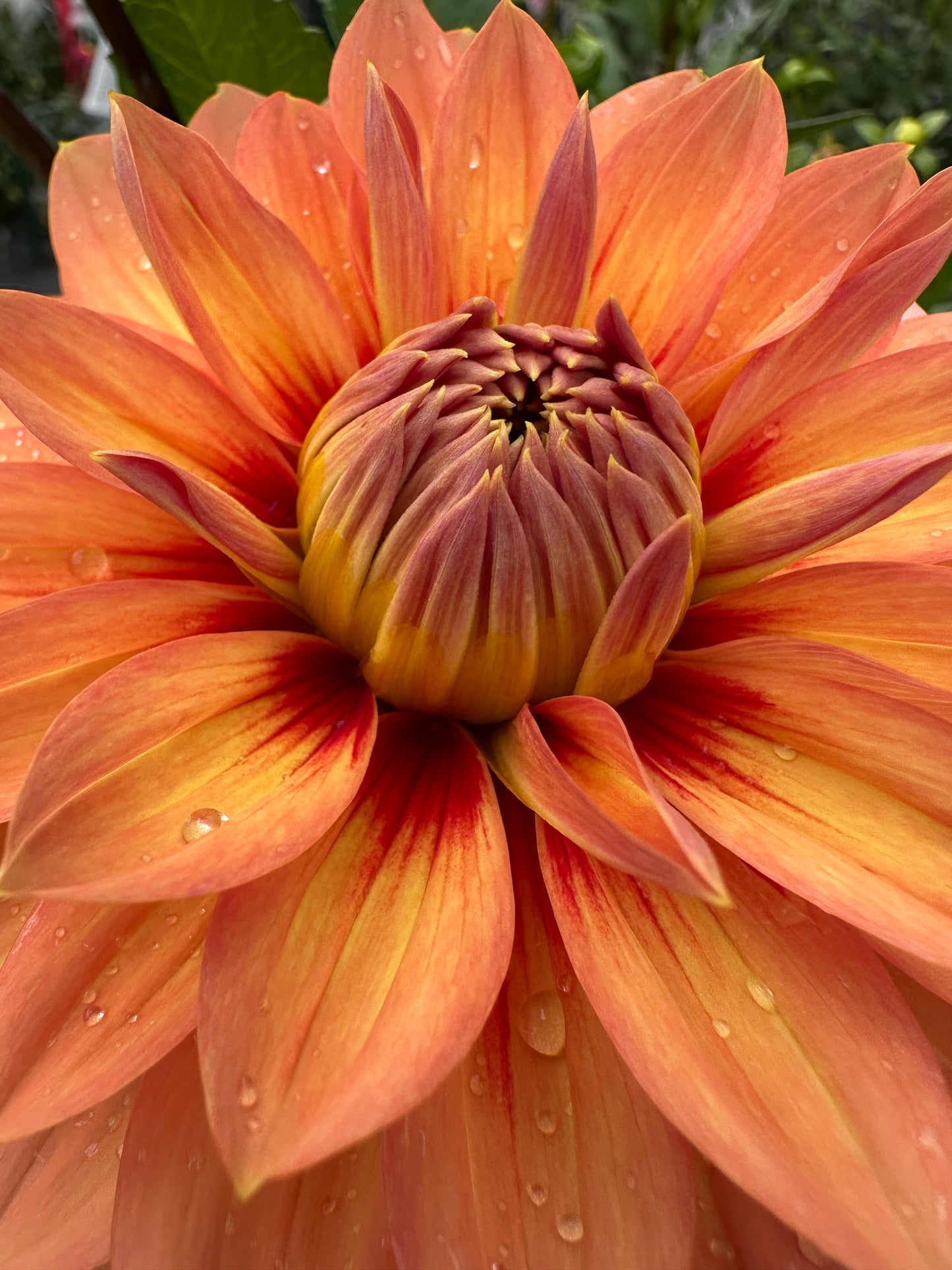 Nicholas Dahlia Tuber