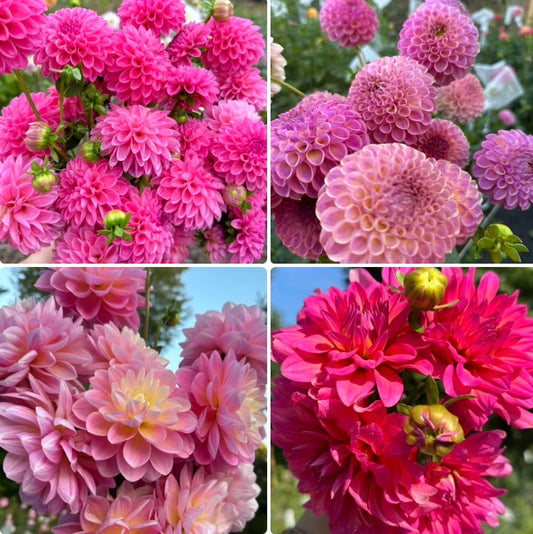 1 “Be My Valentine” Runts/Uglies Dahlia Tuber Bundle