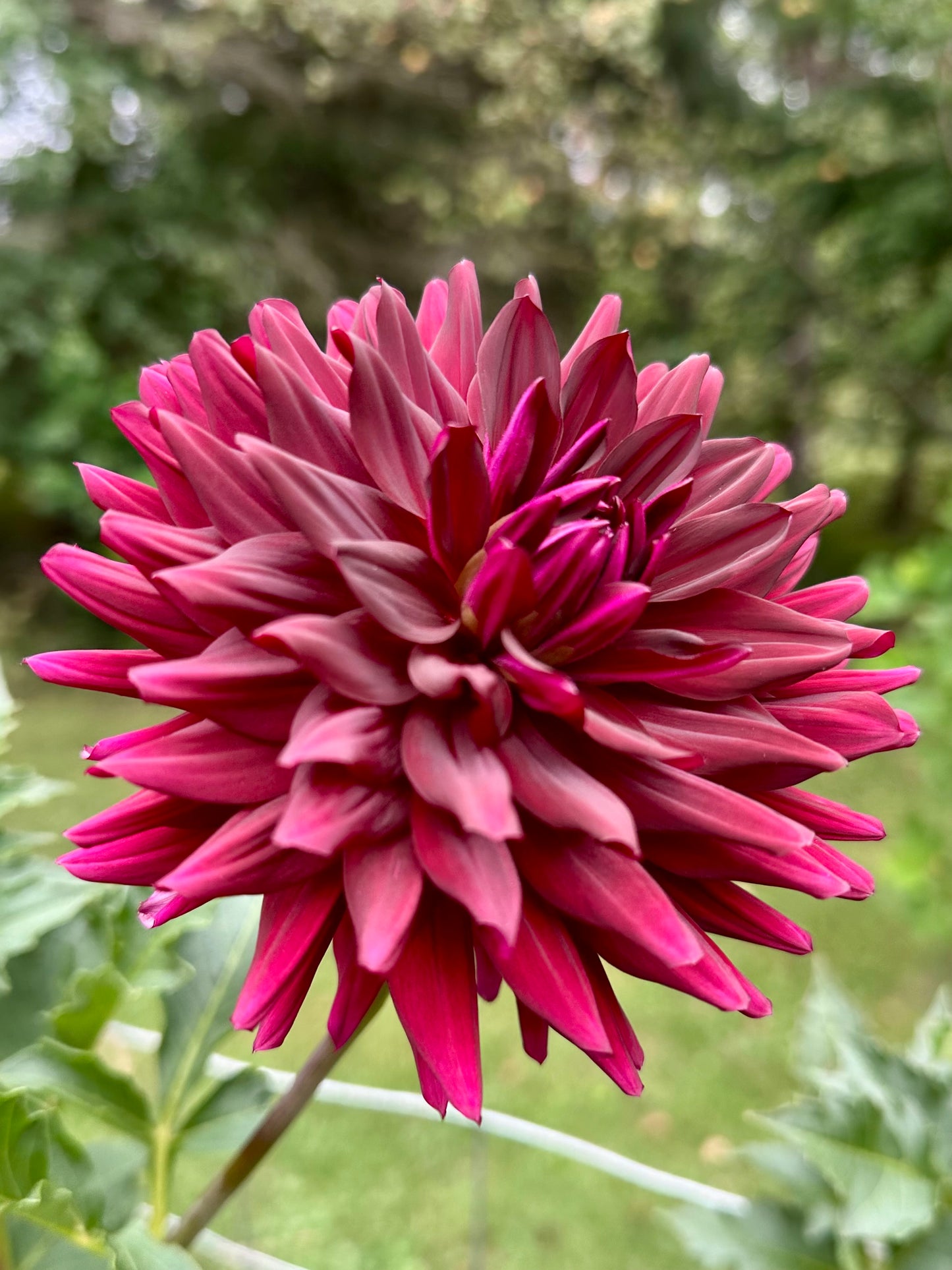 Hollyhill Black Beauty Dahlia Tuber