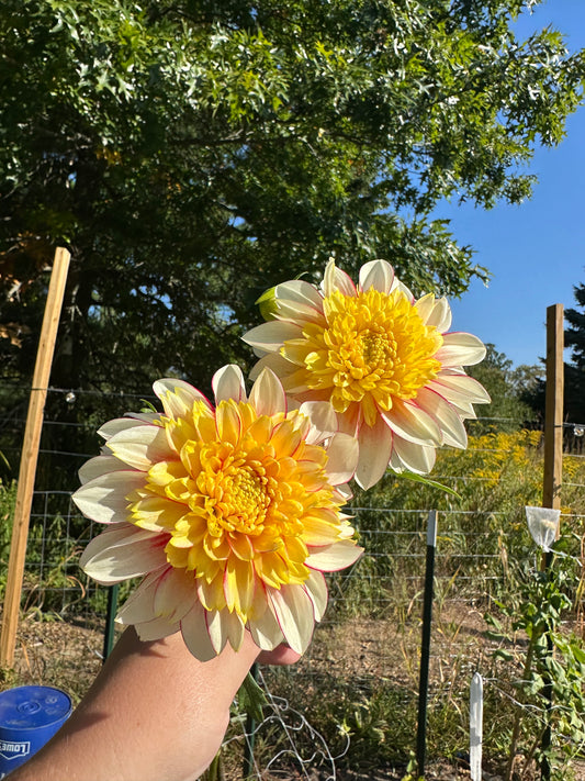 Polka Dahlia Tuber