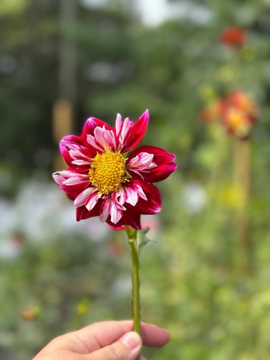 Double Trouble Dahlia Tuber