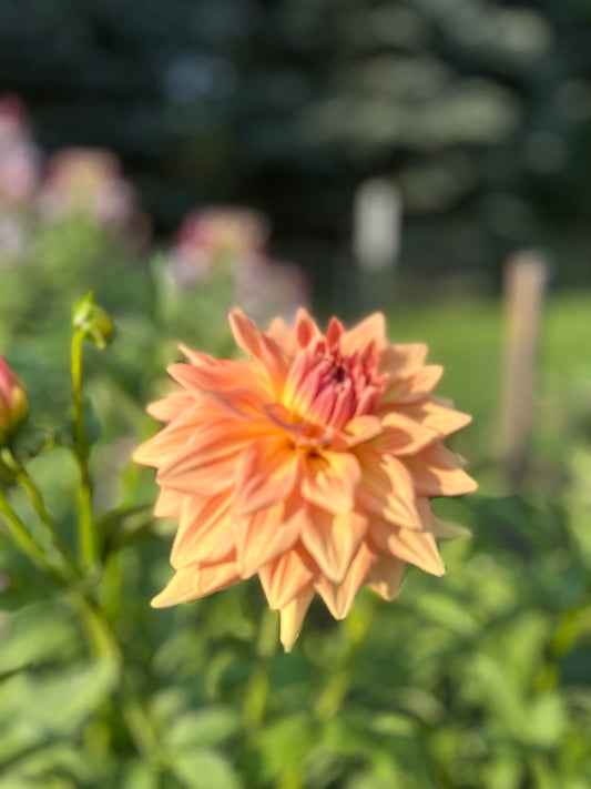 Honeymoon Dahlia Tuber