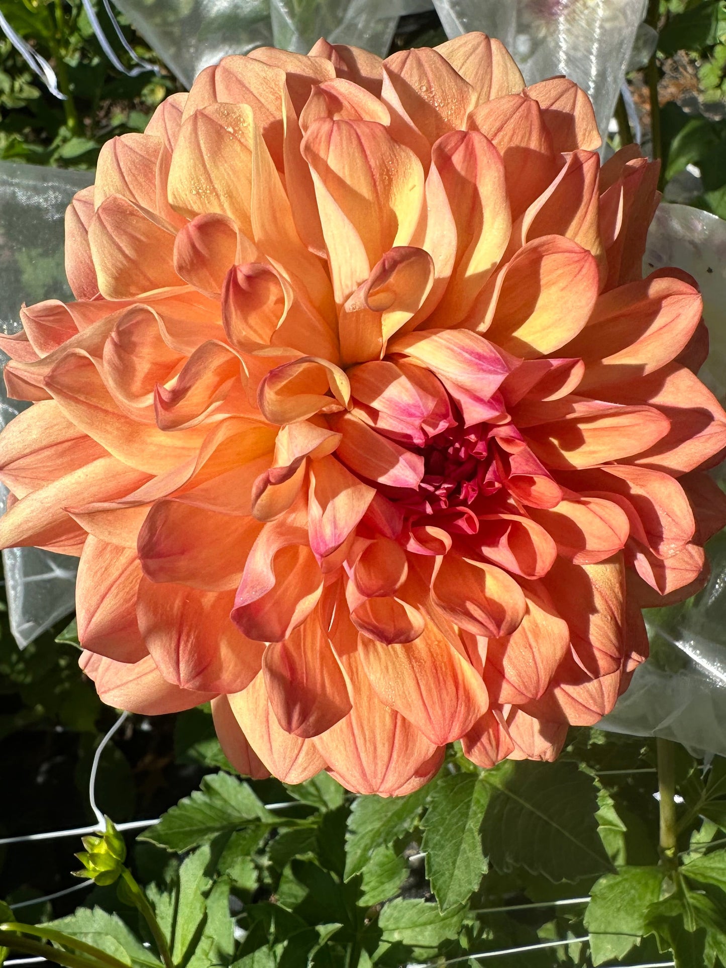 RobAnn Butterscotch Dahlia Tuber