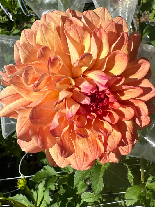 RobAnn Butterscotch Dahlia Tuber
