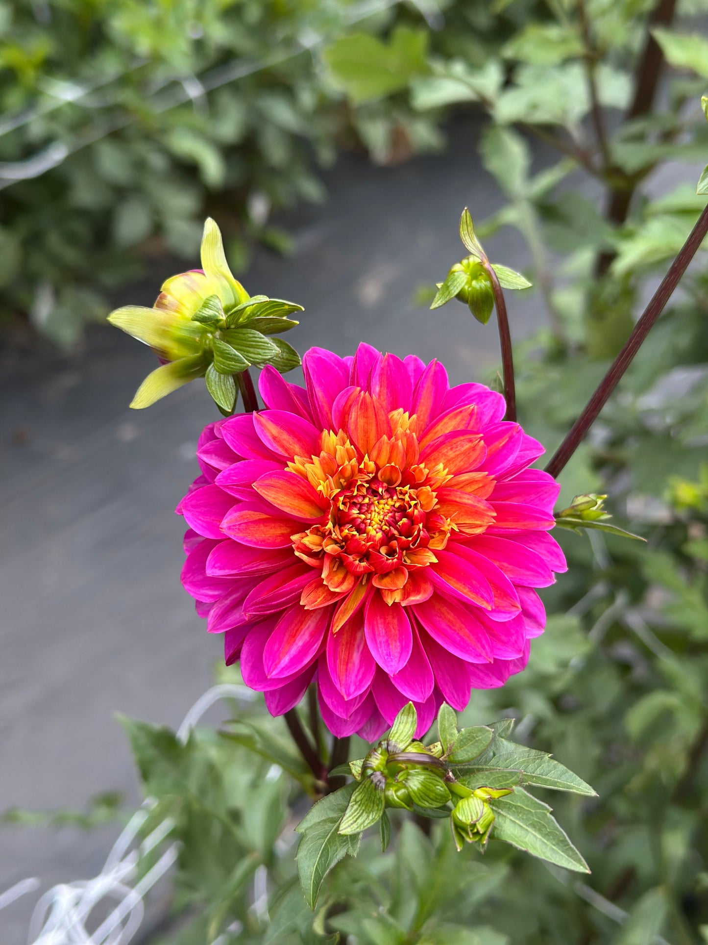A “Party Blooms Bundle” 5-Pack