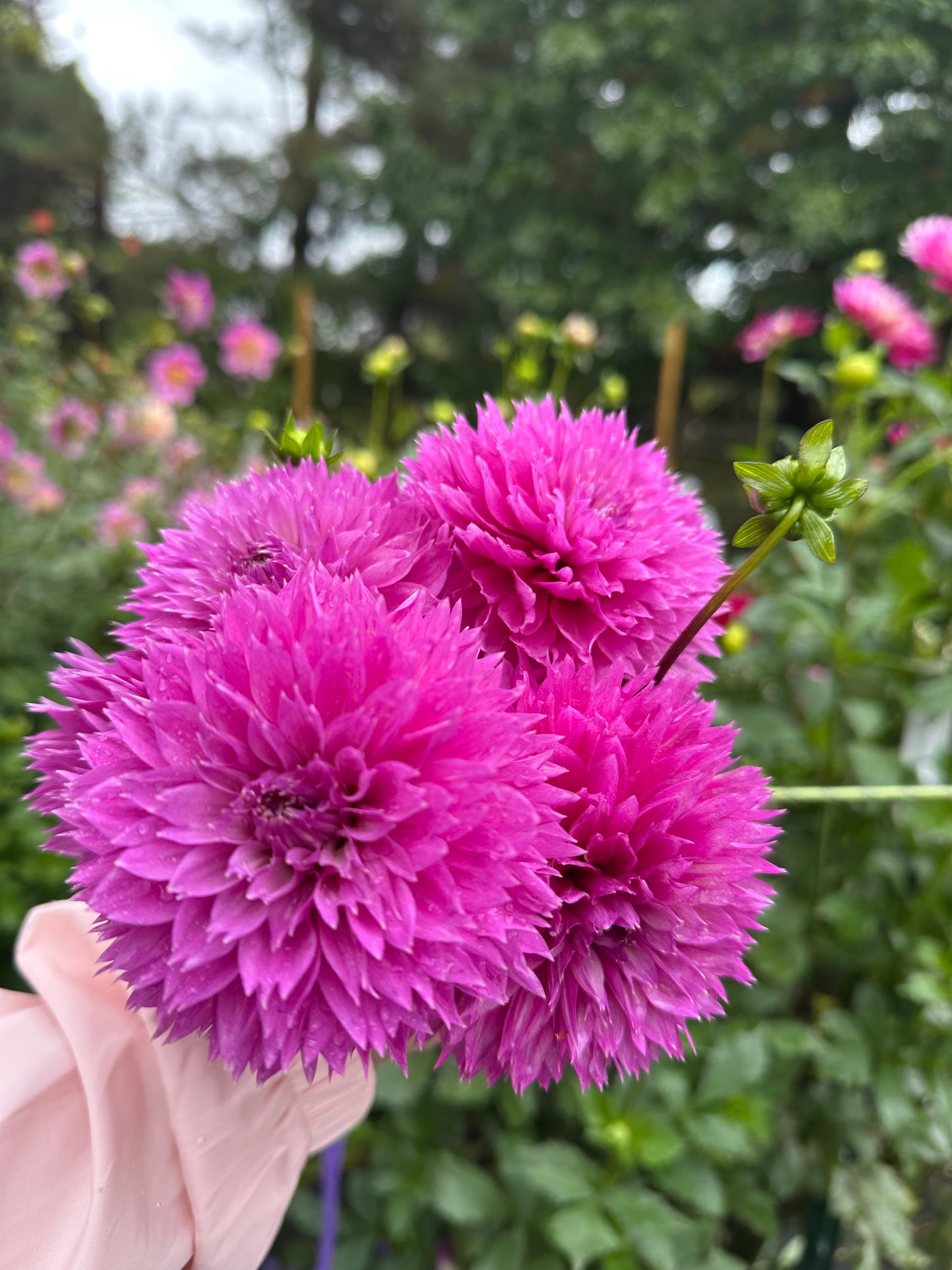 A “Party Blooms Bundle” 5-Pack